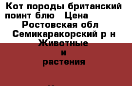 Кот породы британский поинт блю › Цена ­ 2 500 - Ростовская обл., Семикаракорский р-н Животные и растения » Кошки   